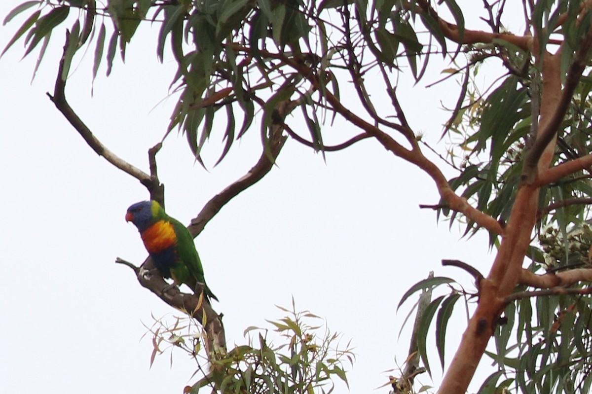 Rainbow Lorikeet - Fadzrun A.