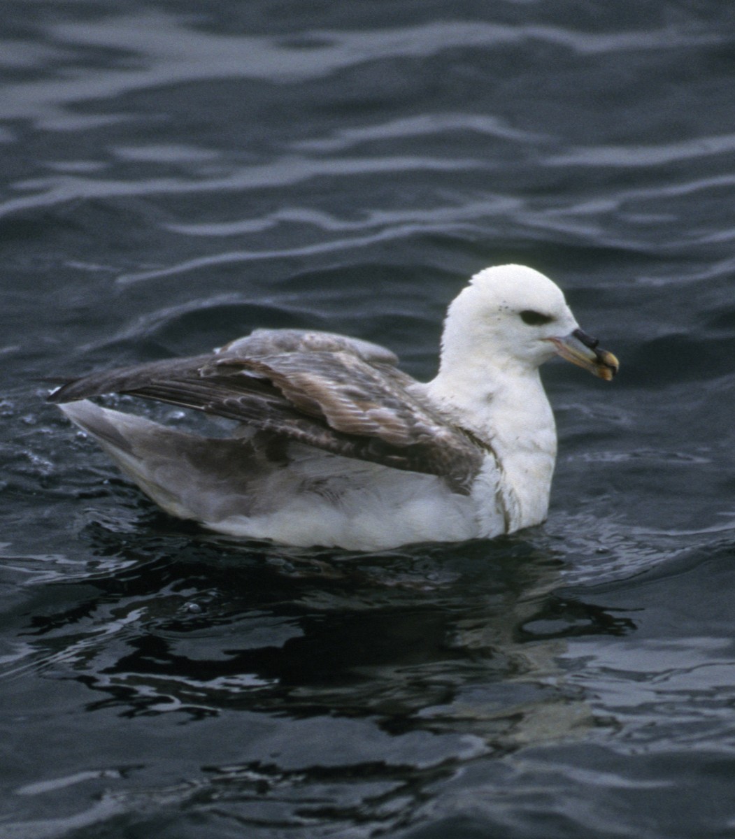 Fulmar boréal - ML191818401