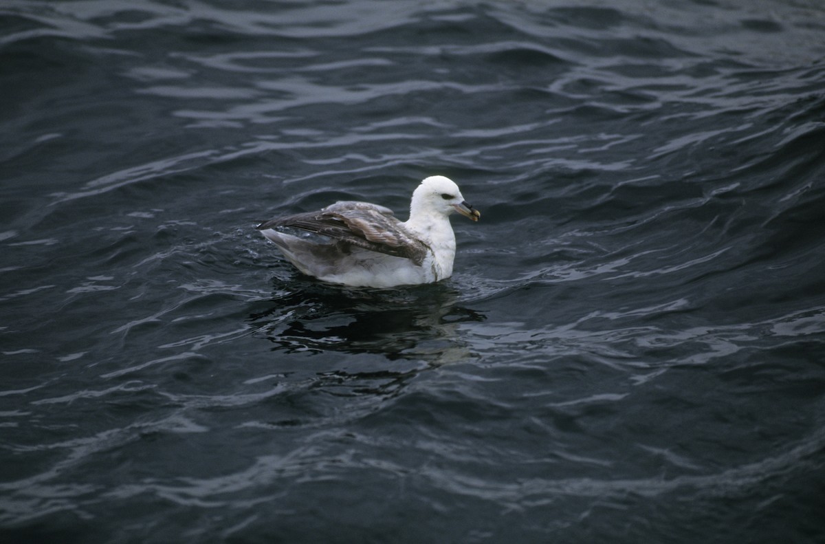 Northern Fulmar - ML191818411