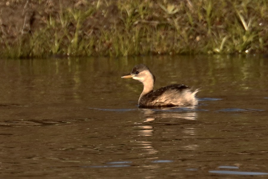 Little Grebe - ML191818471