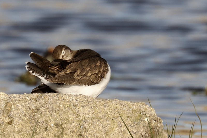 Common Sandpiper - Francisco Barroqueiro