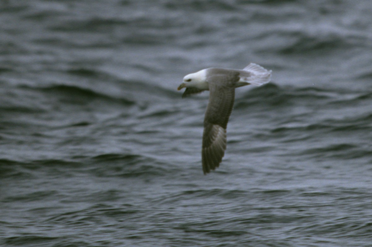 Northern Fulmar - ML191818631