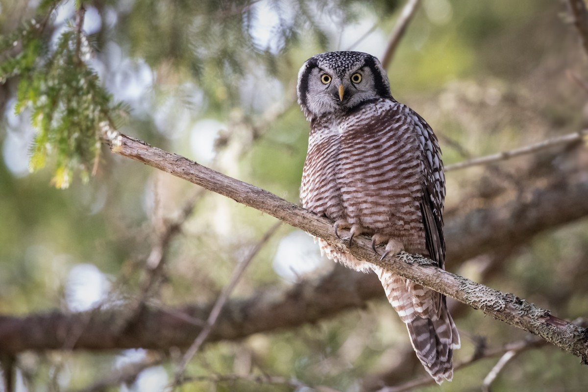 Northern Hawk Owl - ML191819731