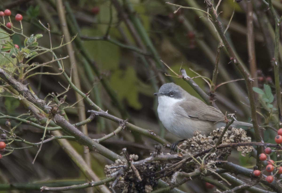 Тарчигнаа зэржгэнэ - ML191820681