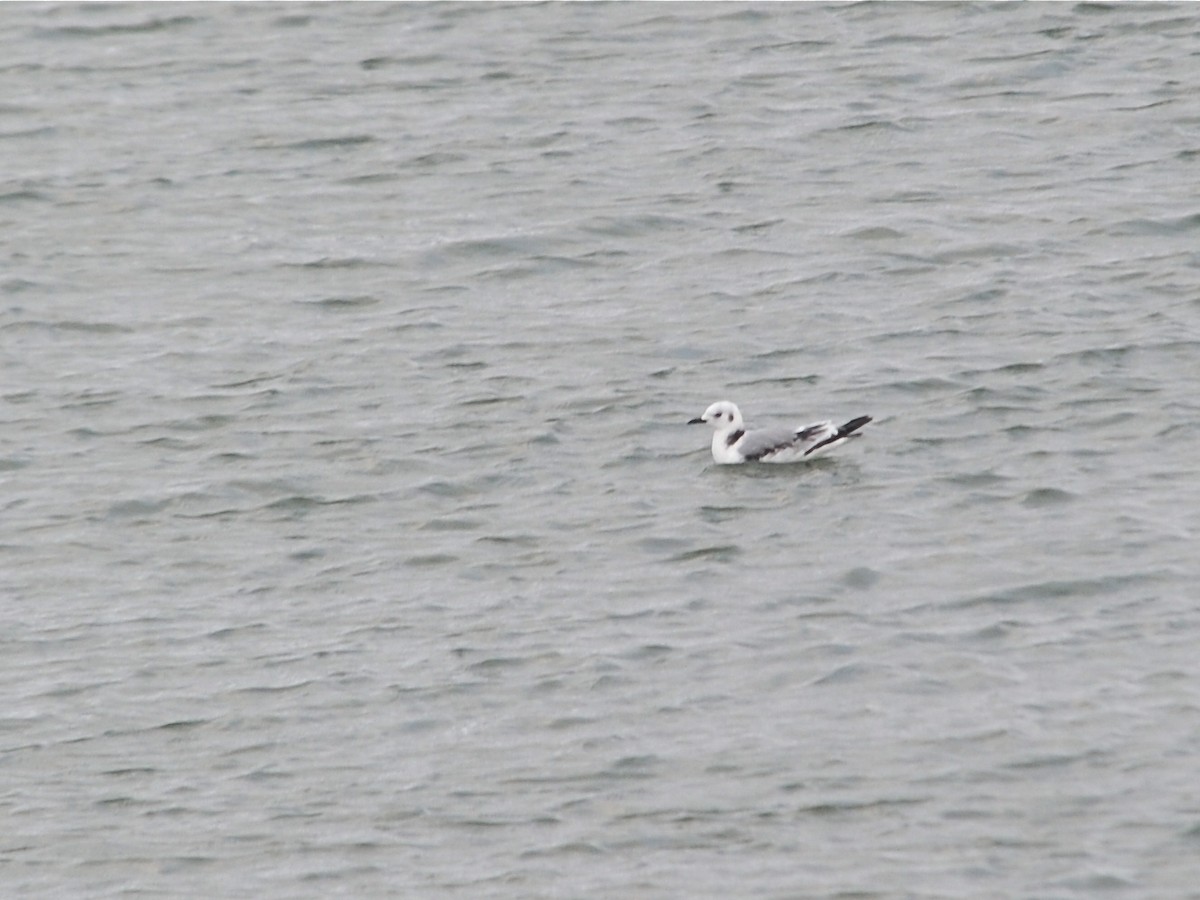 Mouette tridactyle - ML191821021