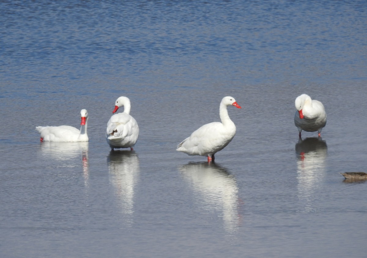 Coscoroba Swan - ML191821531