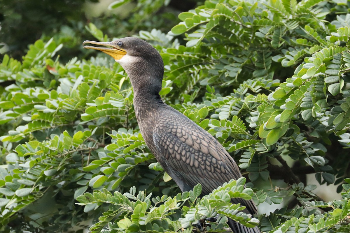 Great Cormorant - Manjot Singh