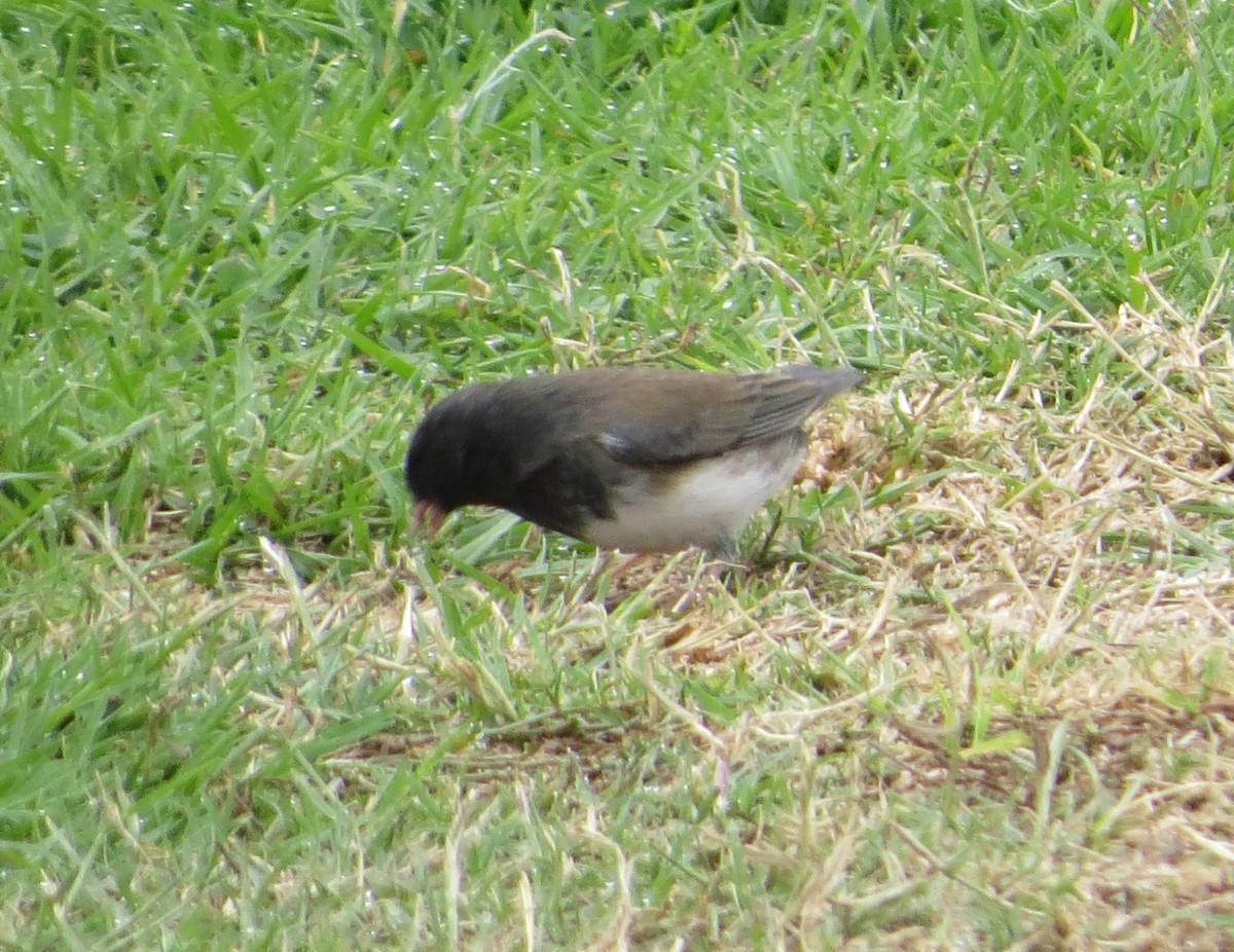 Dark-eyed Junco - ML191823121