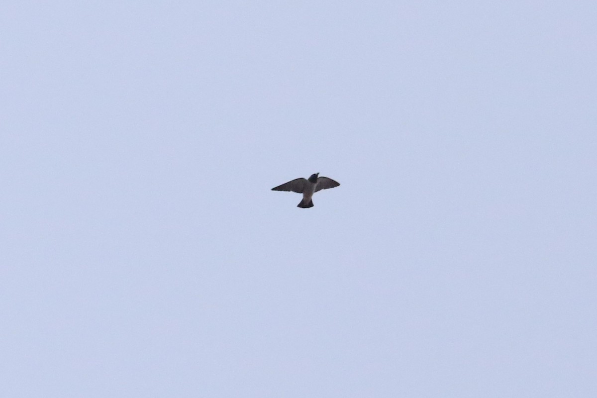 White-breasted Woodswallow - ML191826411