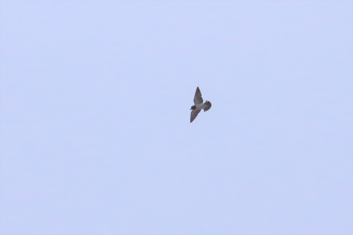 White-breasted Woodswallow - ML191826421