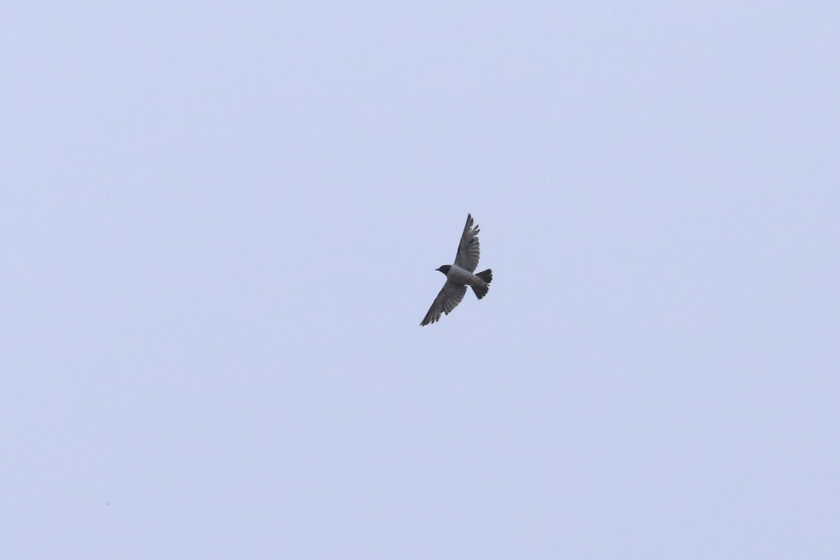 White-breasted Woodswallow - ML191826431