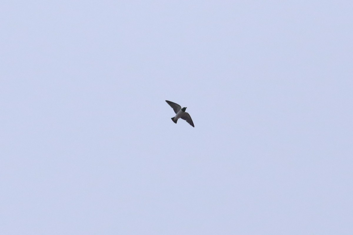 White-breasted Woodswallow - ML191826441