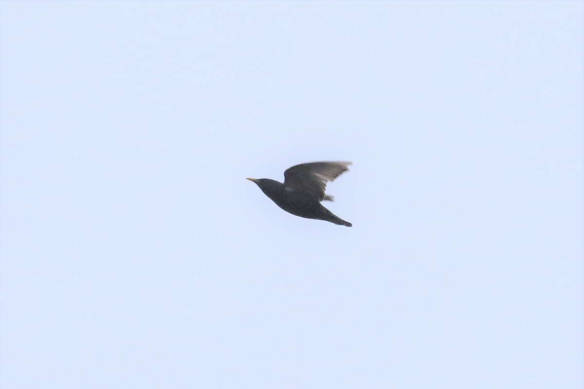 European Starling - ML191826821