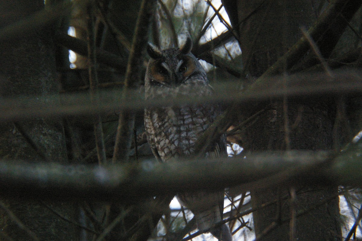Long-eared Owl - ML191827611