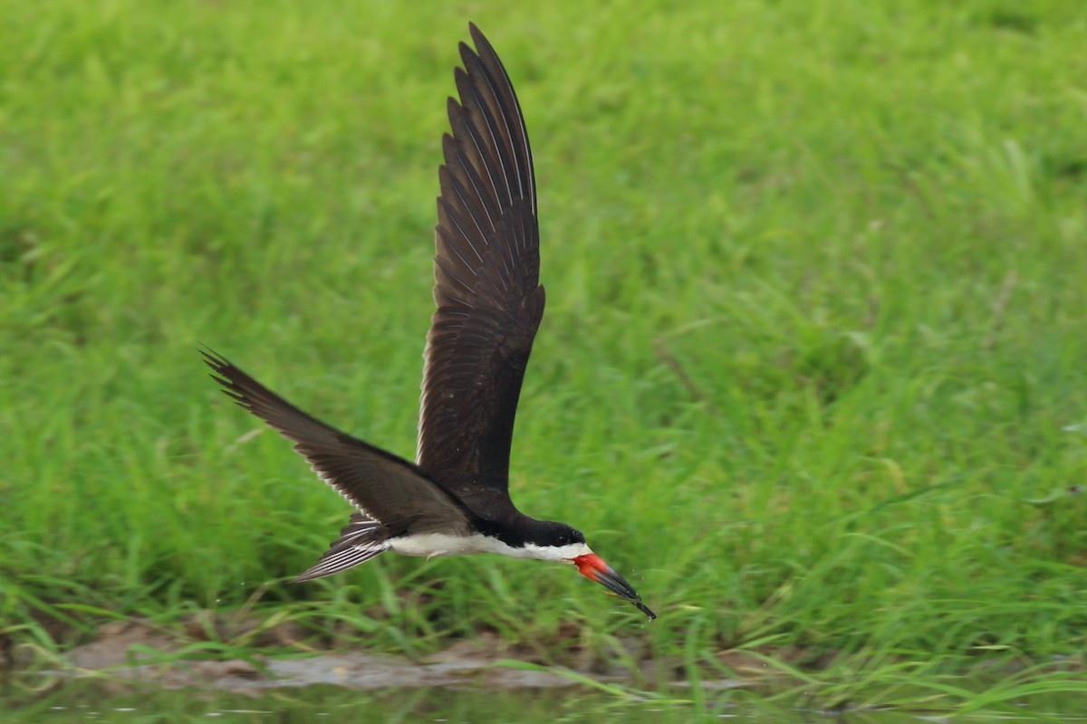 Black Skimmer - Estevão Freitas Santos