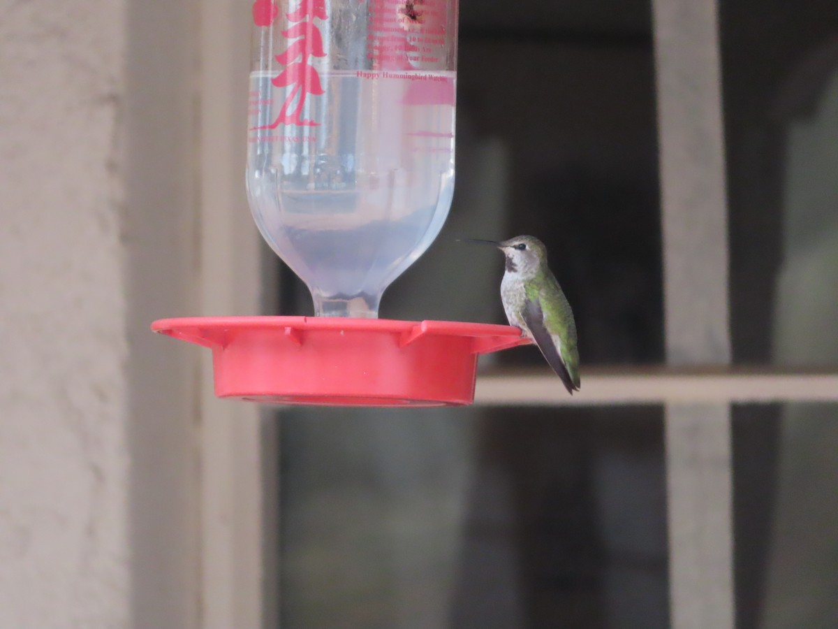Anna's Hummingbird - ML191832411