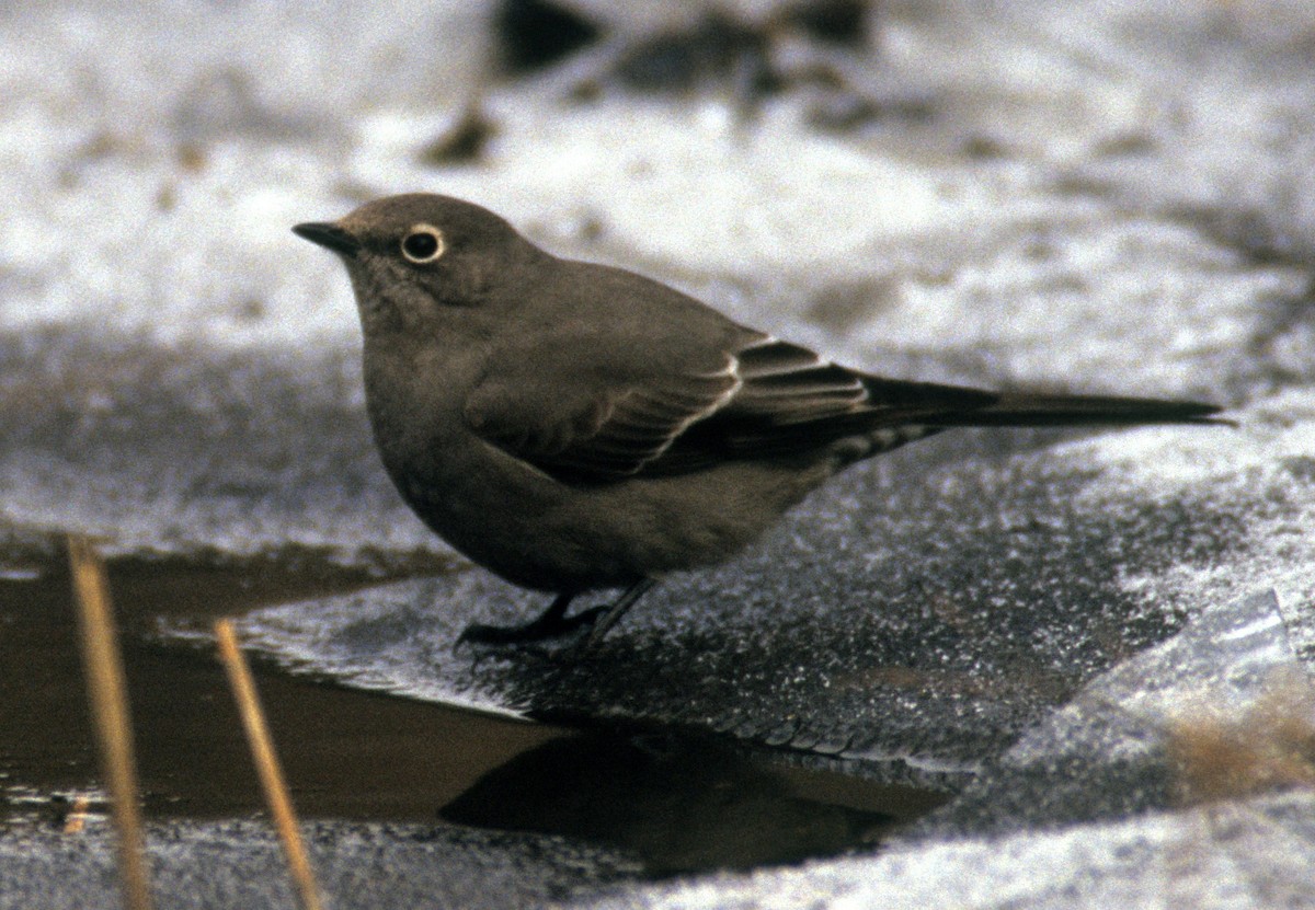 Townsend's Solitaire - Michael Gage