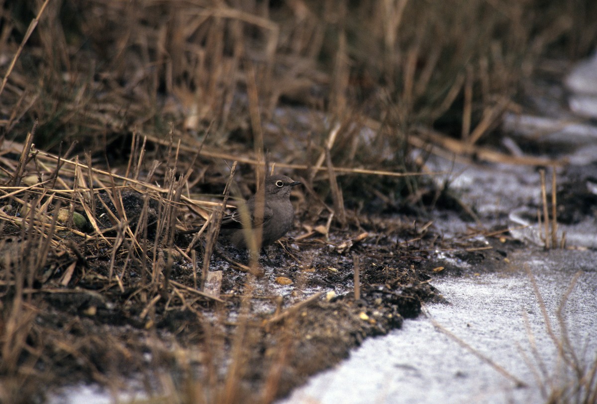 Townsend's Solitaire - ML191833641