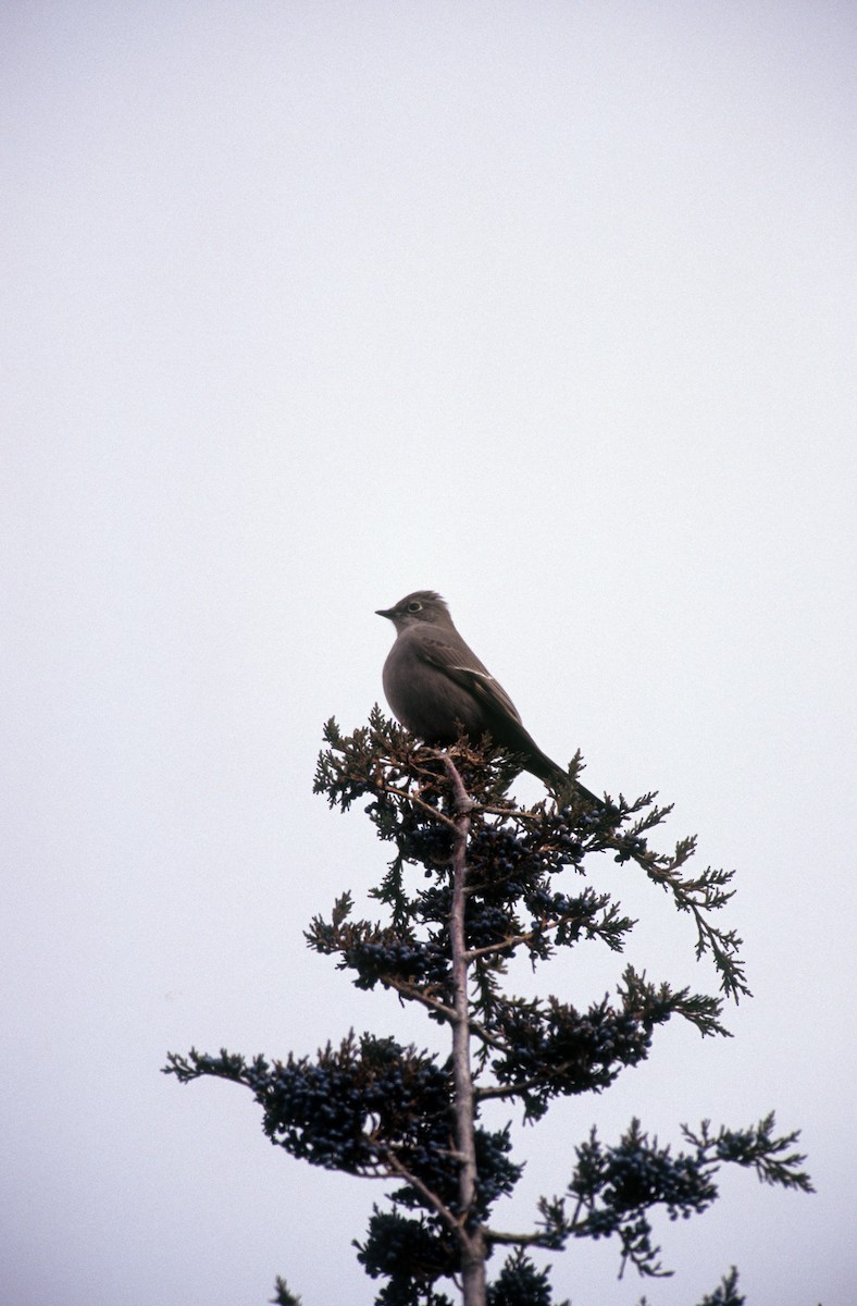 Townsend's Solitaire - Michael Gage