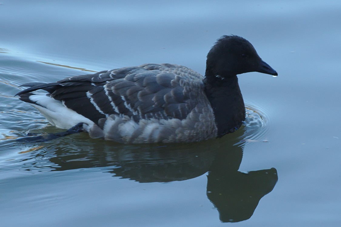 Brant - ML191833931