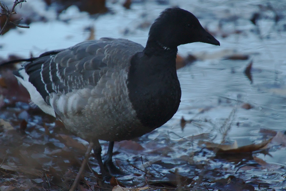 Brant - ML191833941