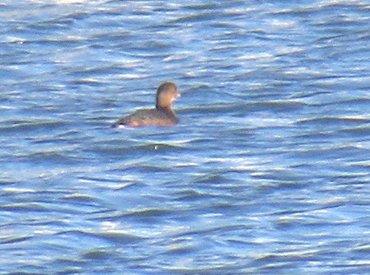 Pied-billed Grebe - ML191834871