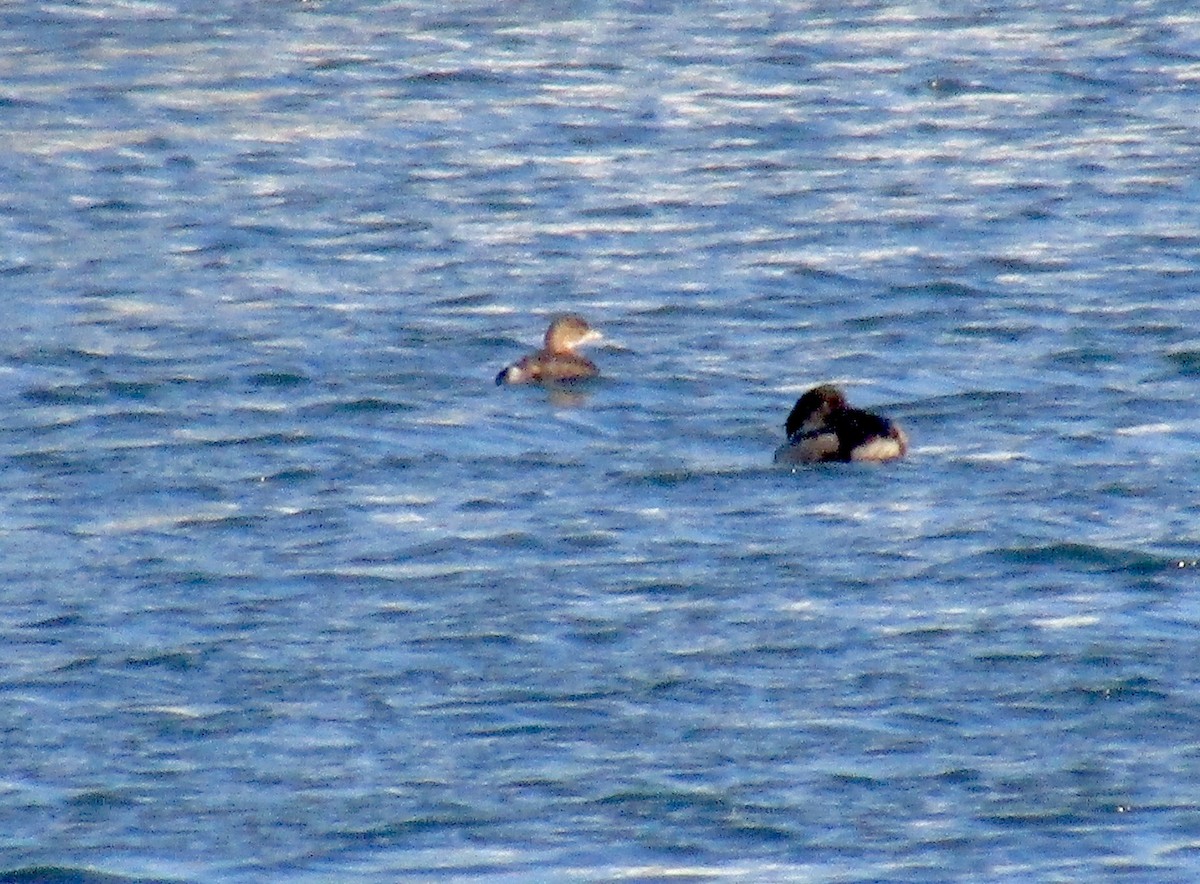 Pied-billed Grebe - ML191834901