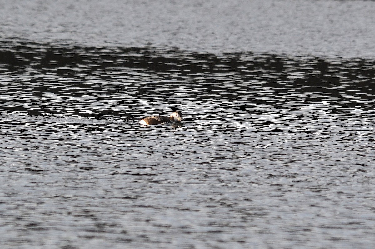 Long-tailed Duck - ML191835421