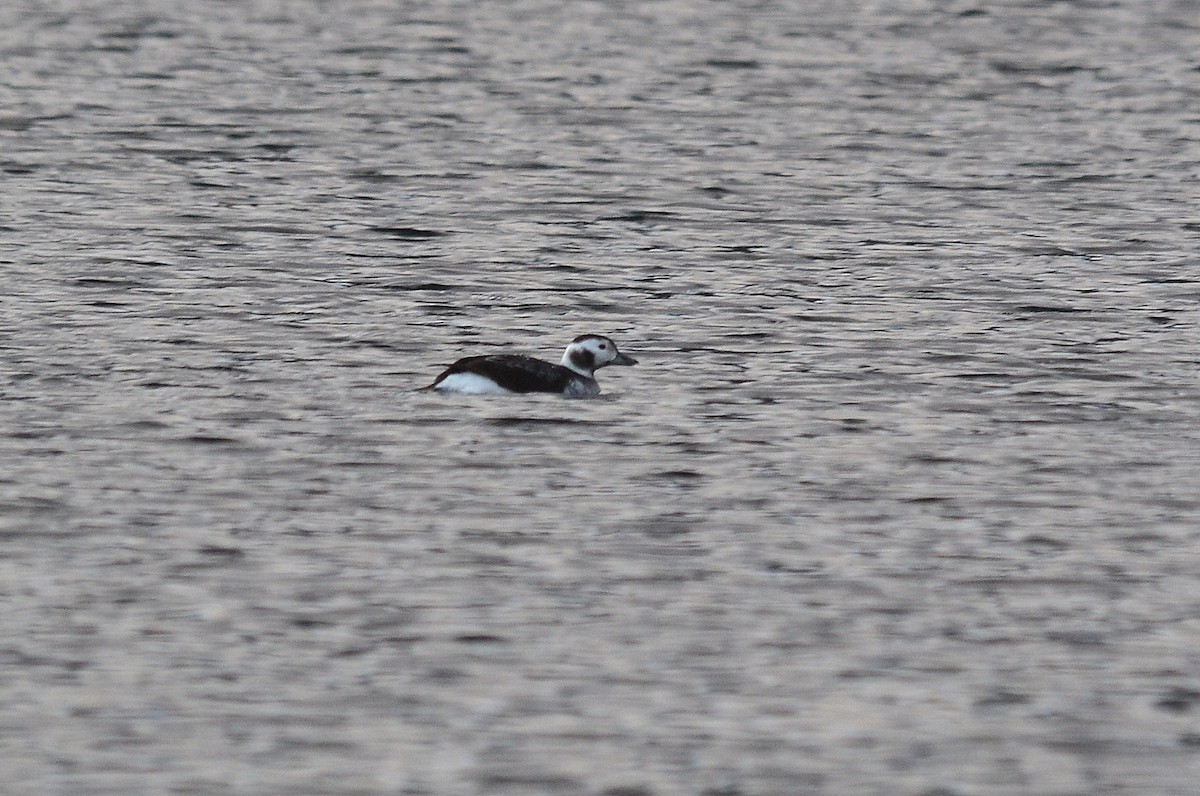 Long-tailed Duck - ML191835431