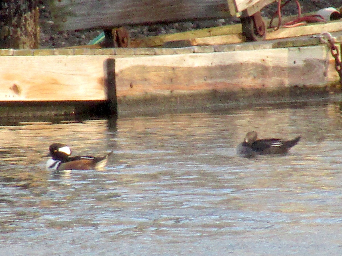 Hooded Merganser - ML191835531