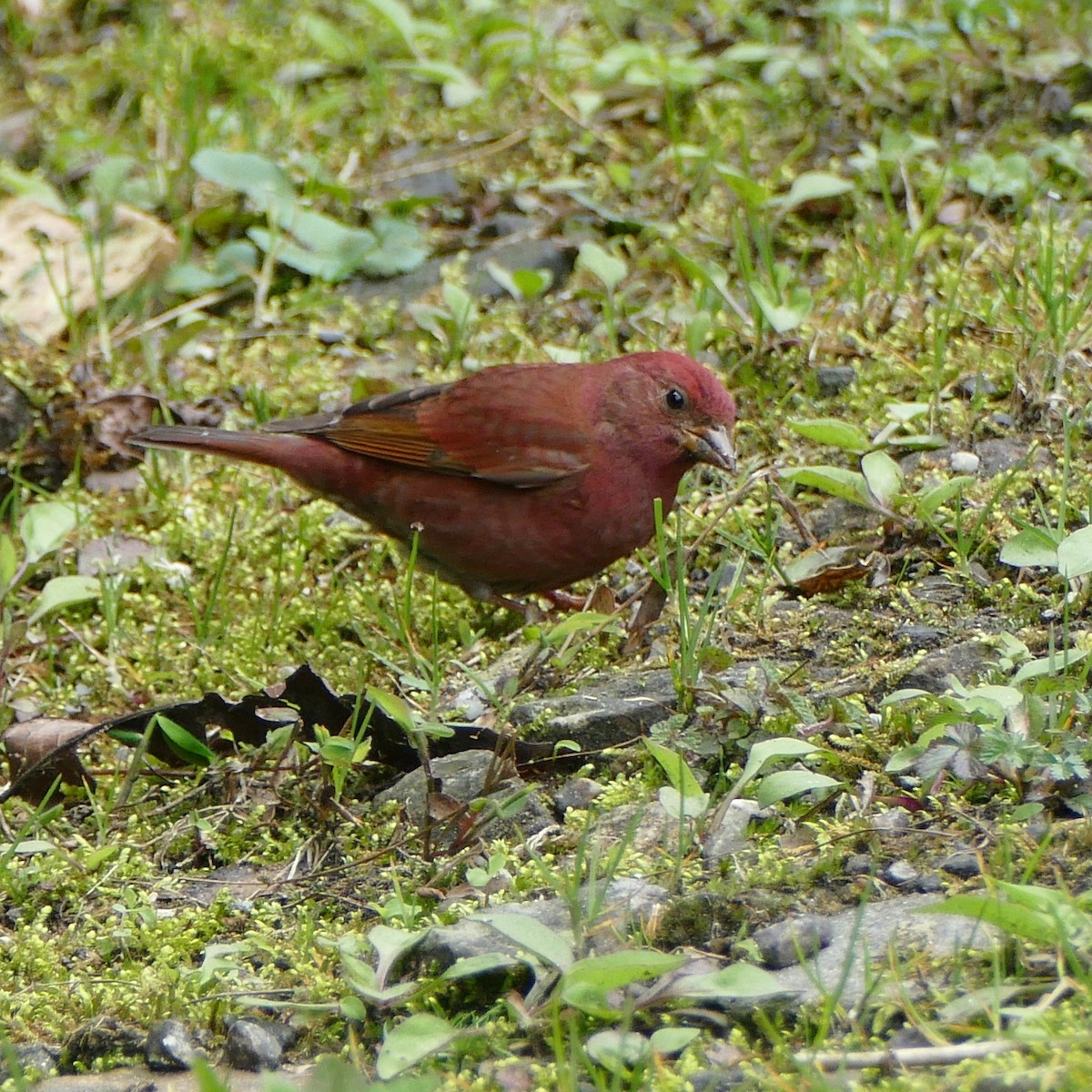 Blanford's Rosefinch - Heinrich Schiess