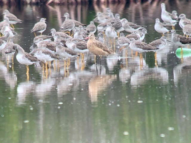 Marbled Godwit - ML191836691