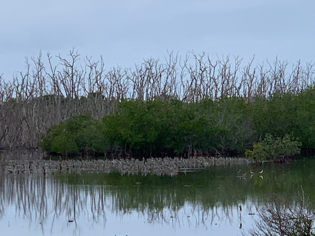 Lesser Yellowlegs - ML191836781