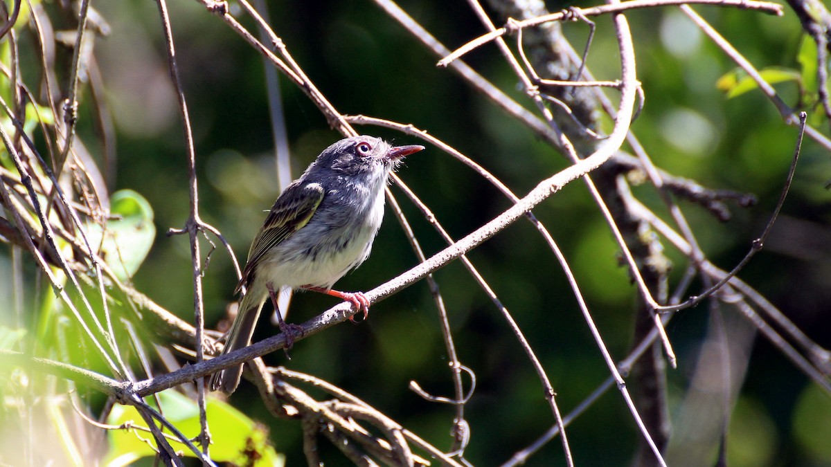 Pearly-vented Tody-Tyrant - ML191837641