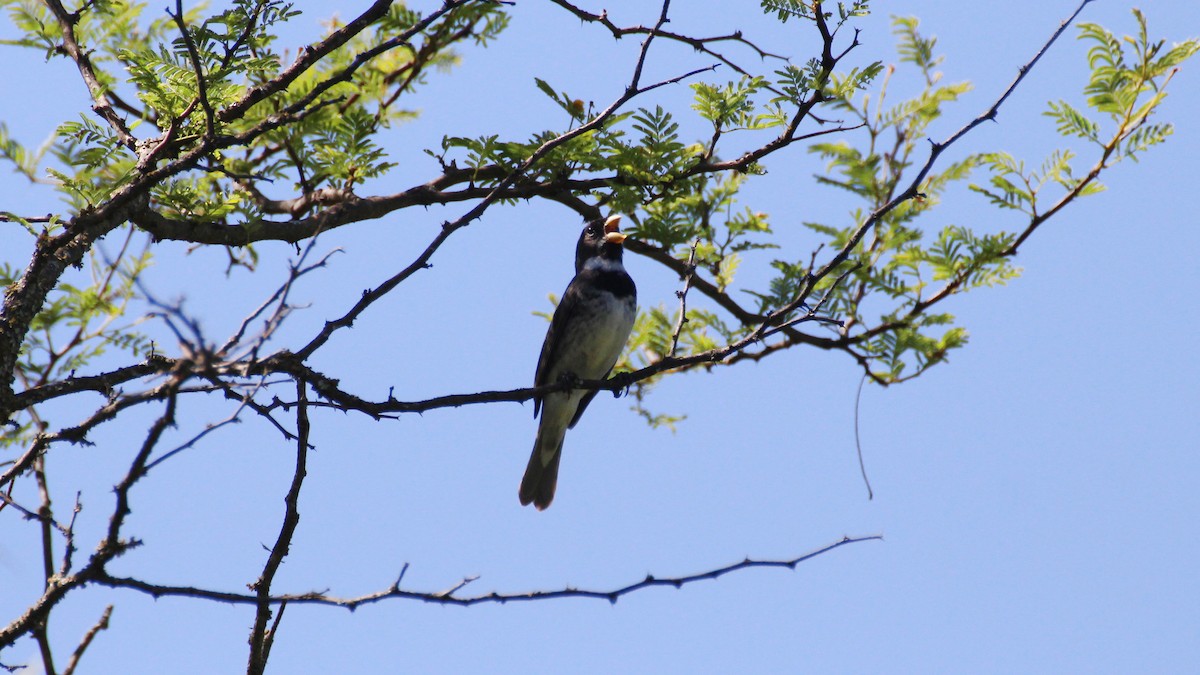 Double-collared Seedeater - ML191837671
