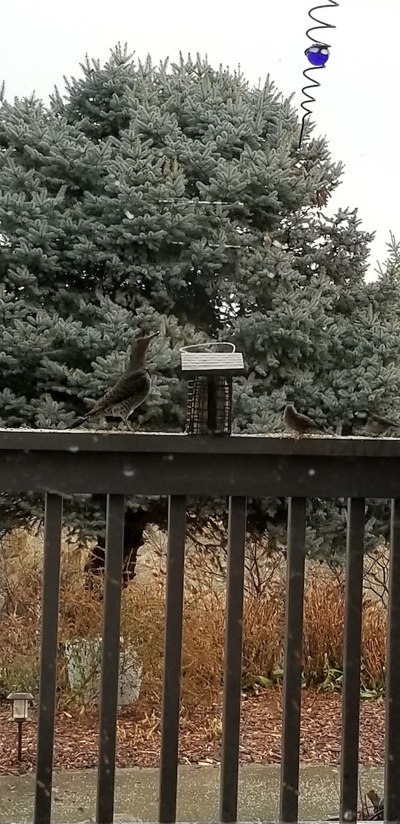 Northern Flicker - ML191840451