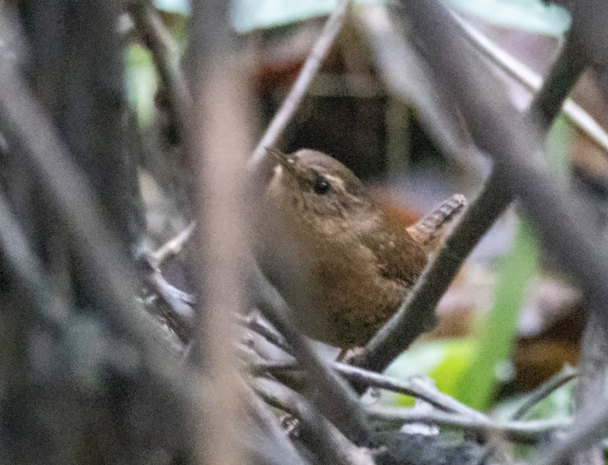 Pacific Wren - ML191843341