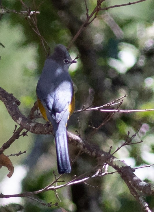 Gray Silky-flycatcher - ML191843531