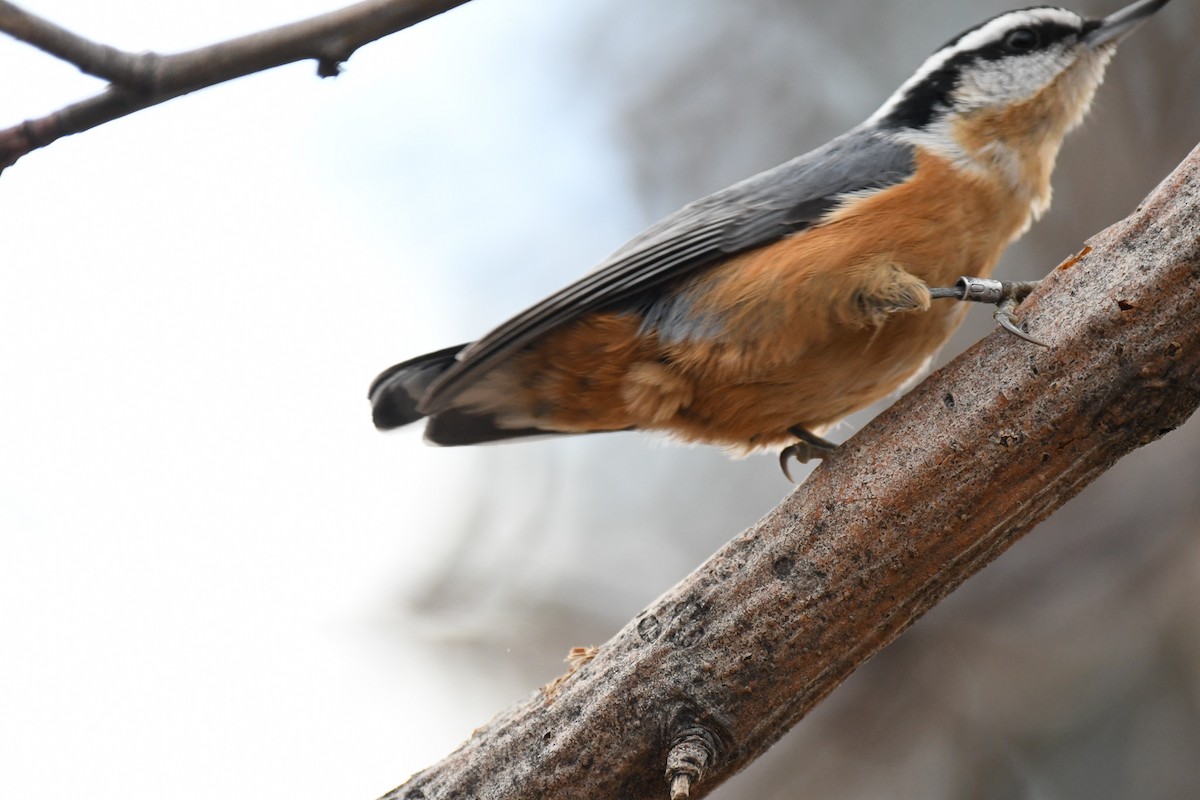 Red-breasted Nuthatch - ML191844881