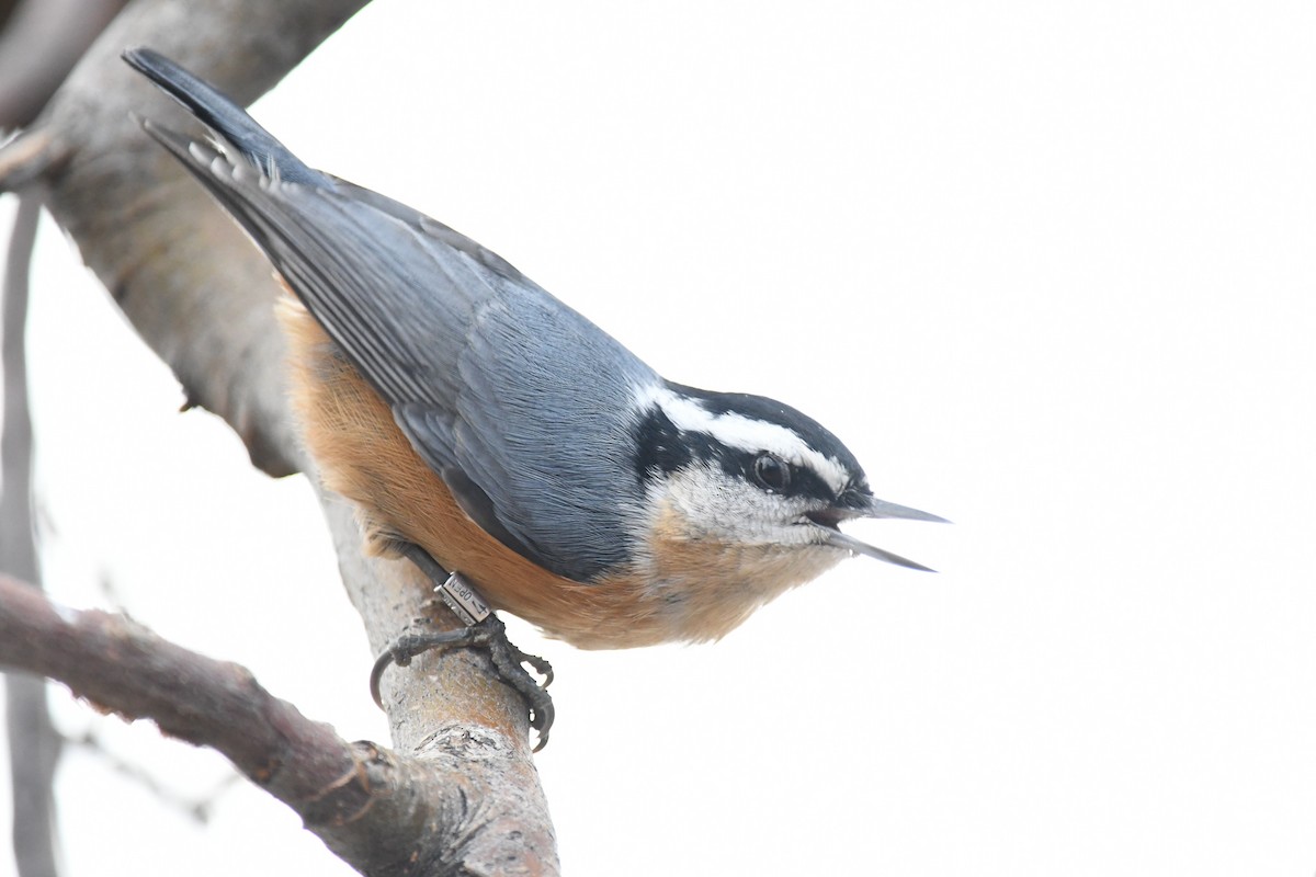 Red-breasted Nuthatch - ML191844901