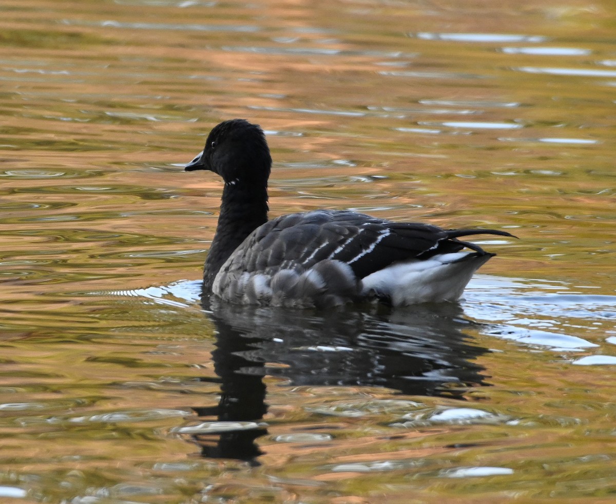 Brant - ML191845711