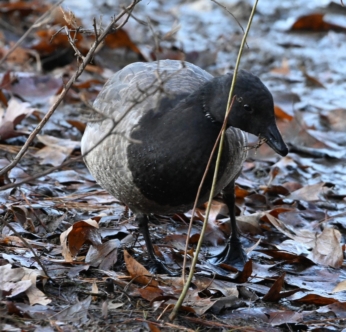 Brant - ML191845721
