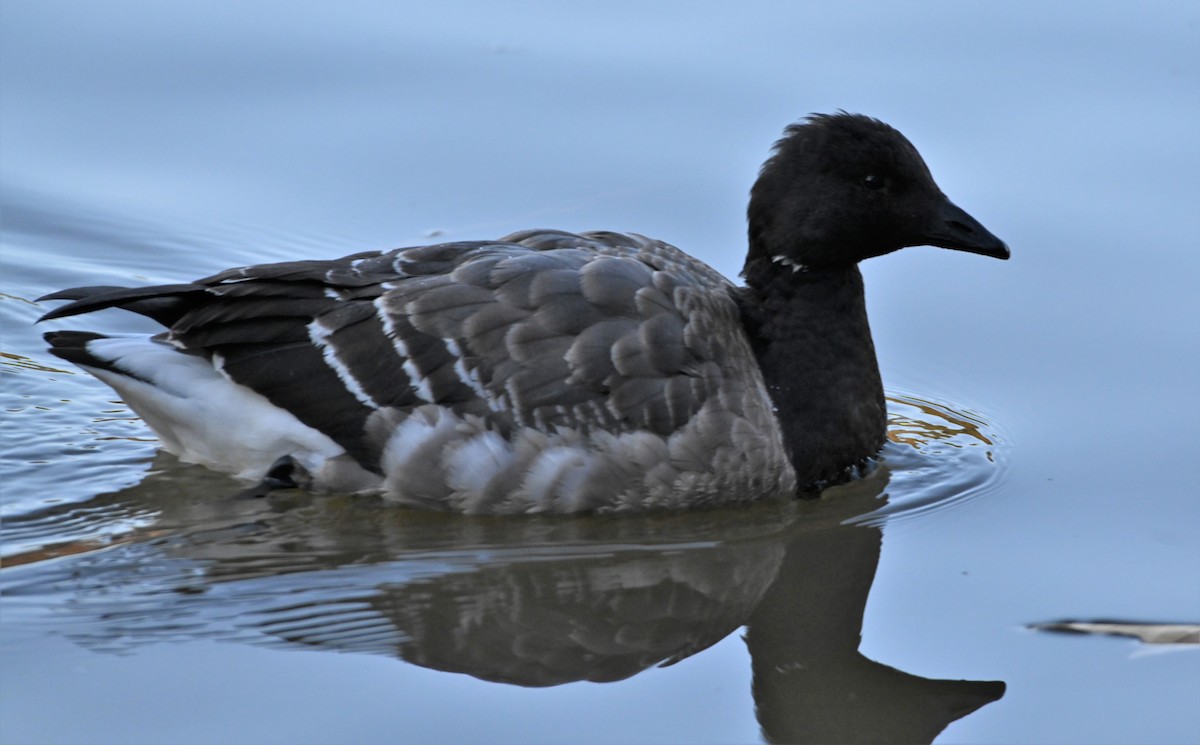 Brant - ML191845731