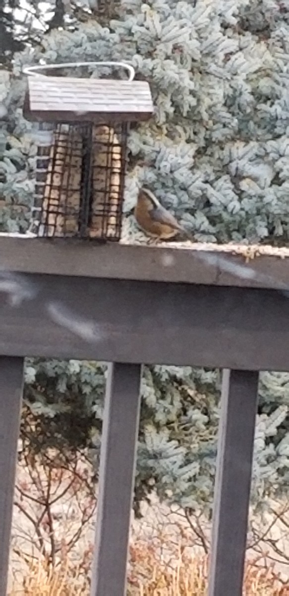 Red-breasted Nuthatch - ML191845771