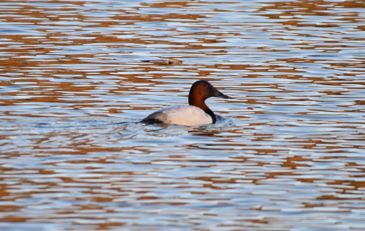 Canvasback - ML191845881