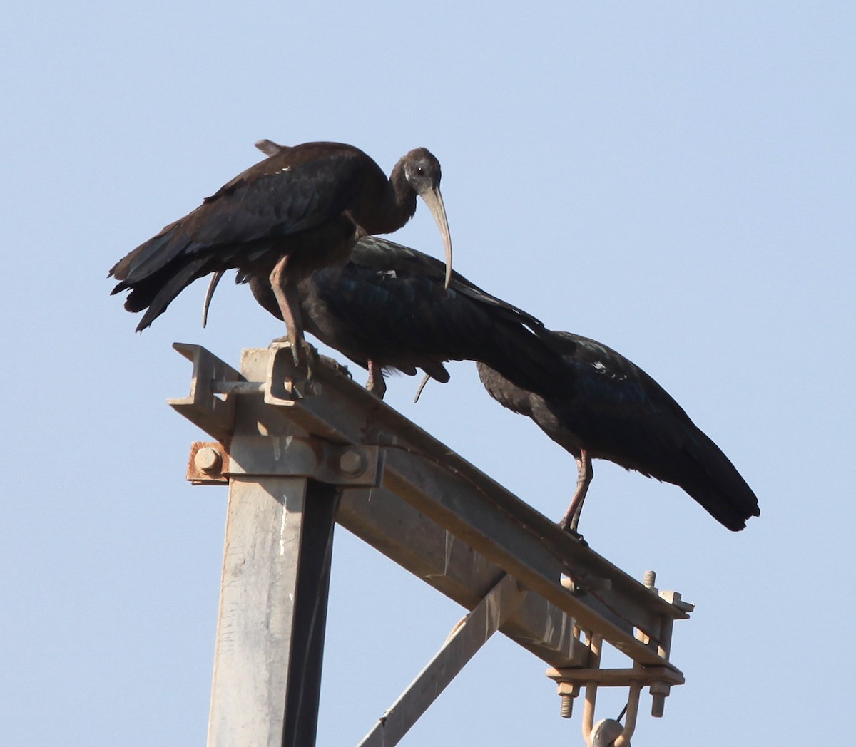 Red-naped Ibis - ML191846061