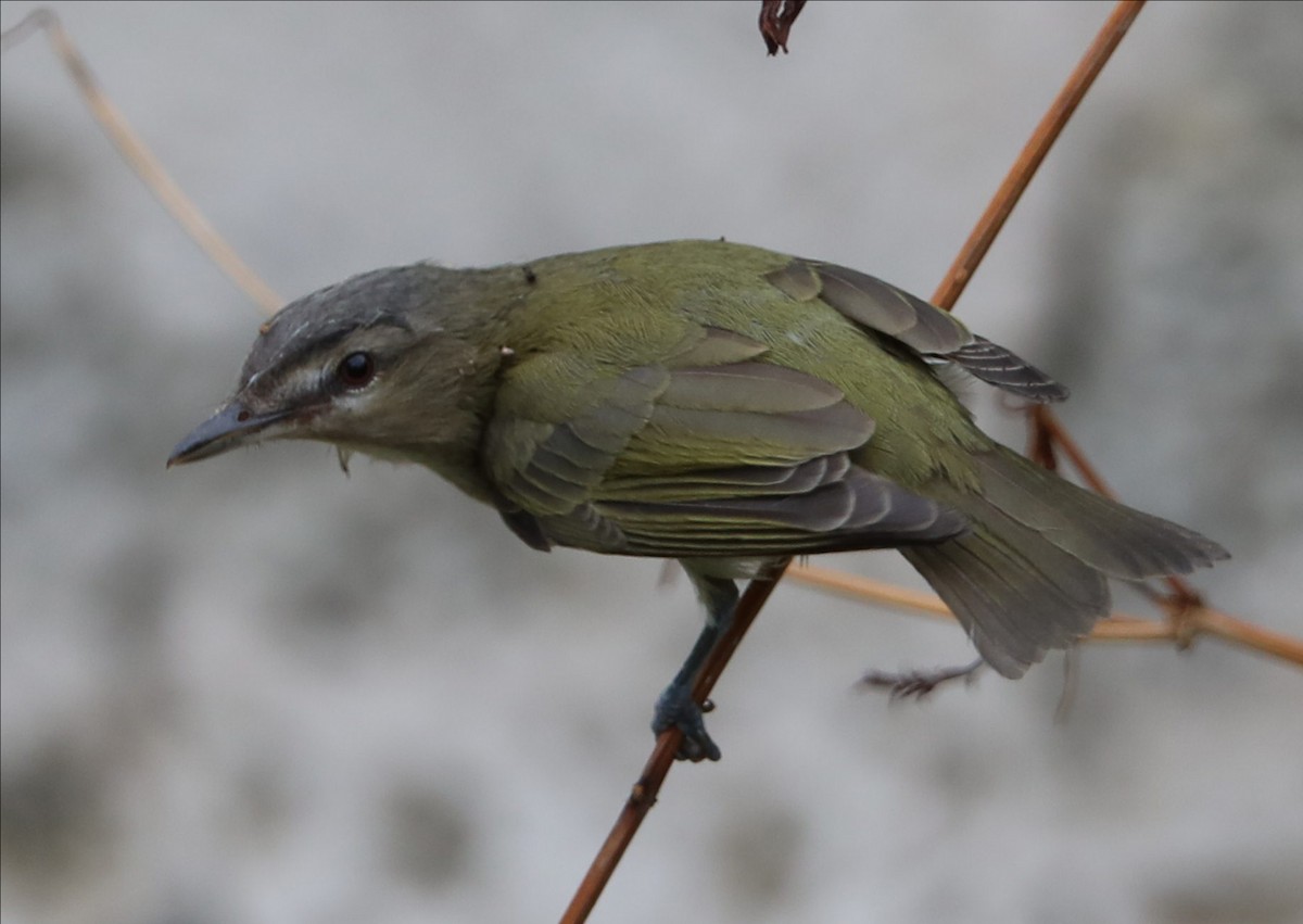 Red-eyed Vireo - ML191846111