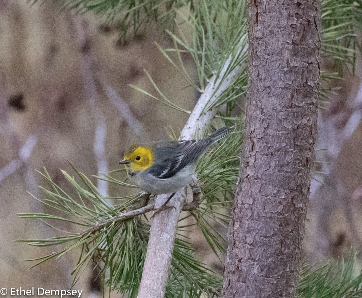 Hermit Warbler - ML191846141