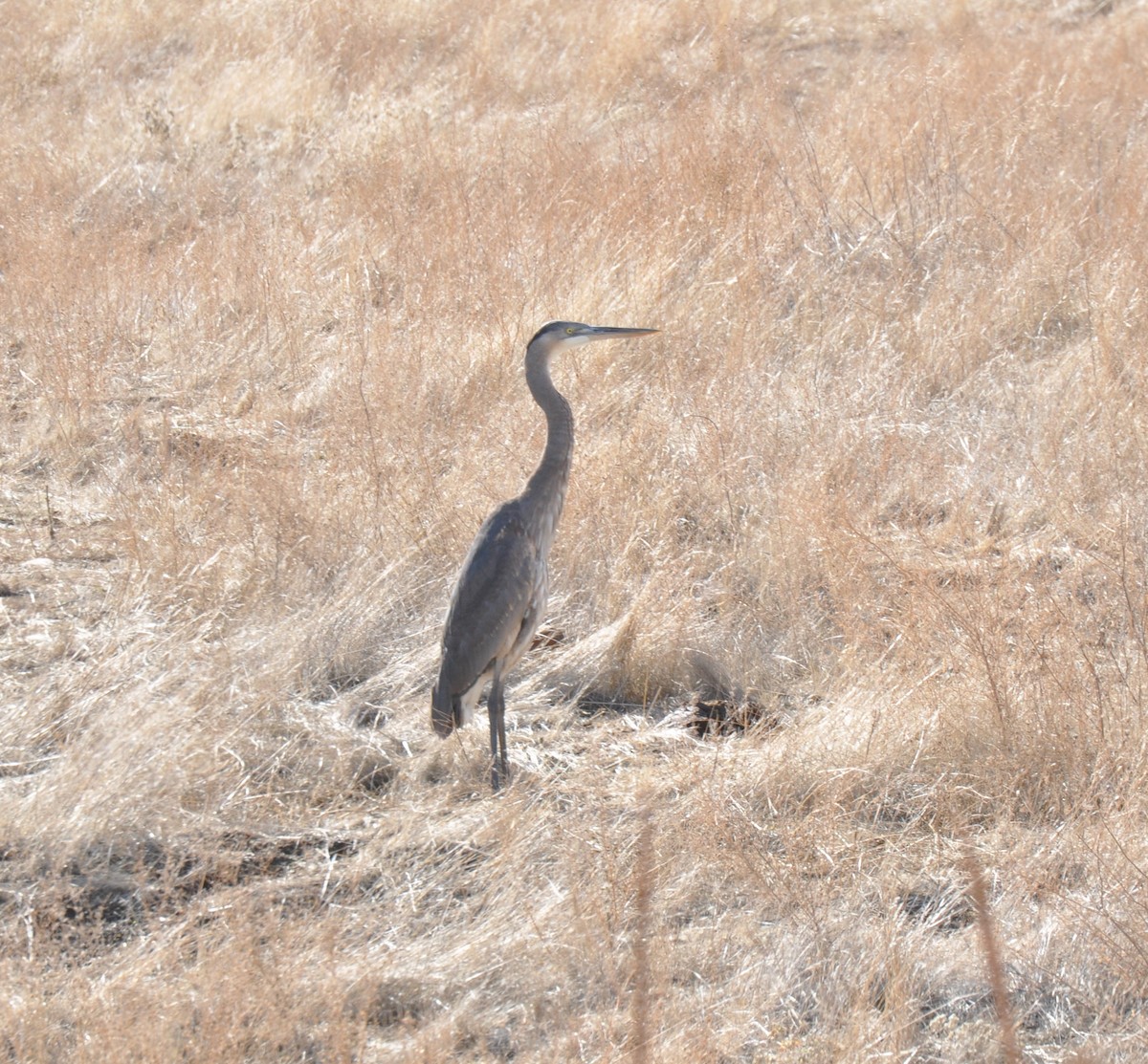 Great Blue Heron - Nina Jones