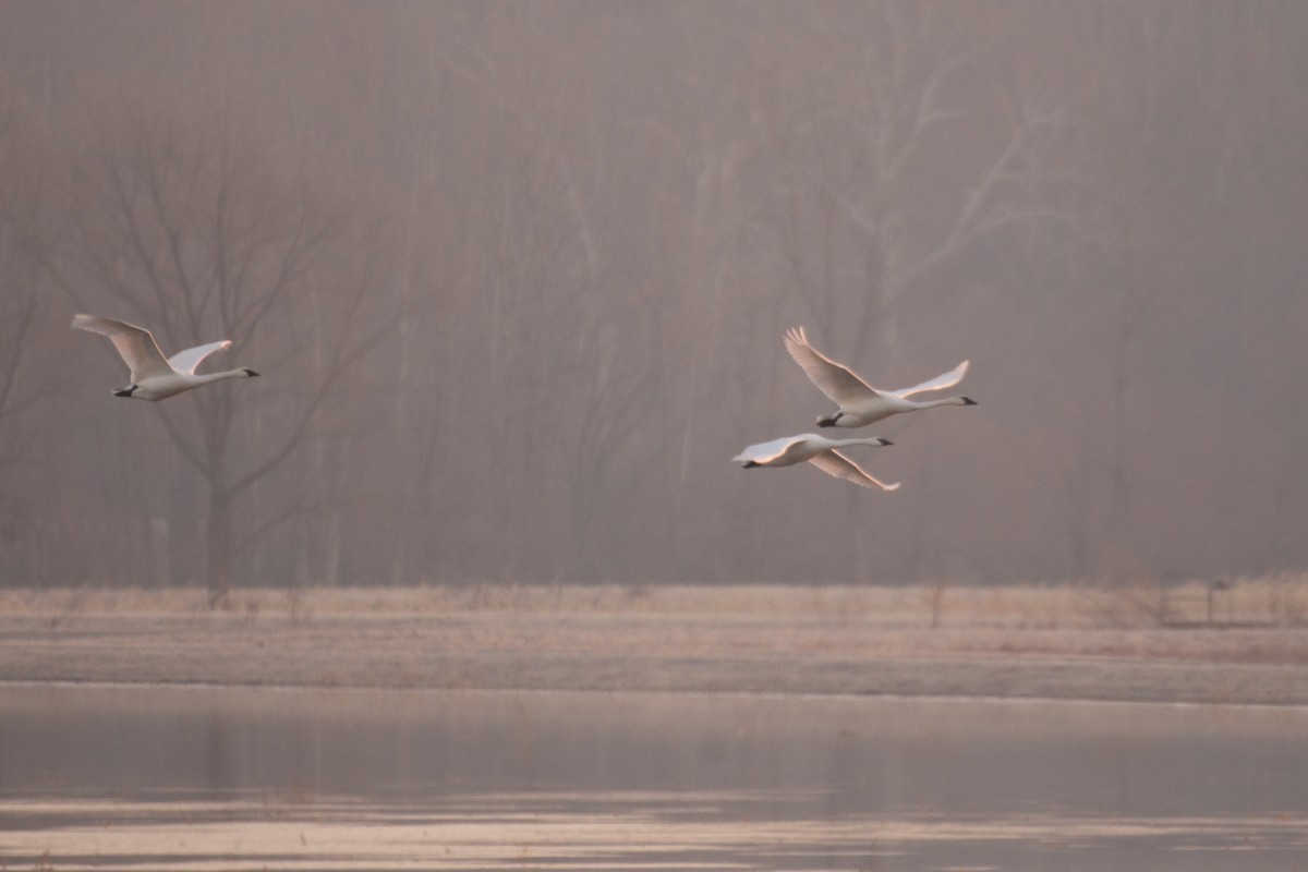 Trumpeter Swan - Michael Pelc